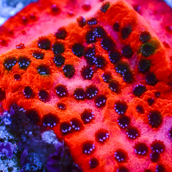 Montipora MC Mystic Sunset