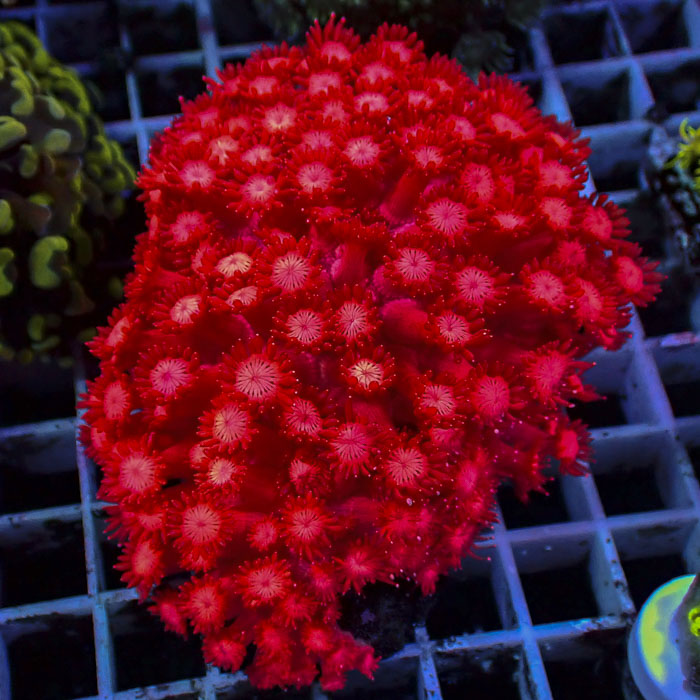 Goniopora Red Dynasty