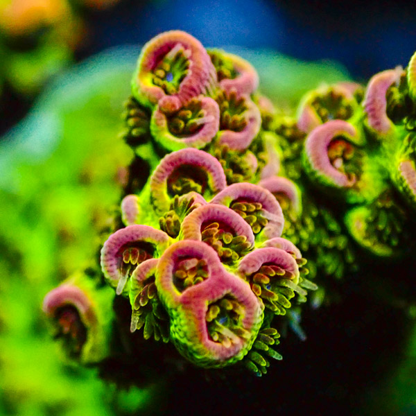 Acropora Grün/Orange