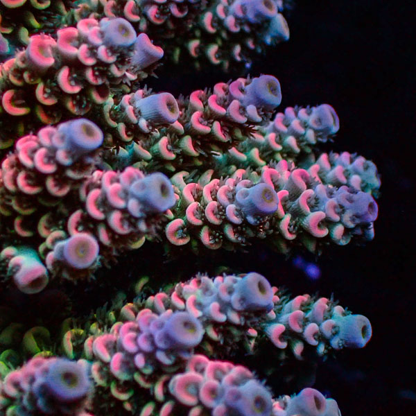 Acropora Homewrecker Multicolor