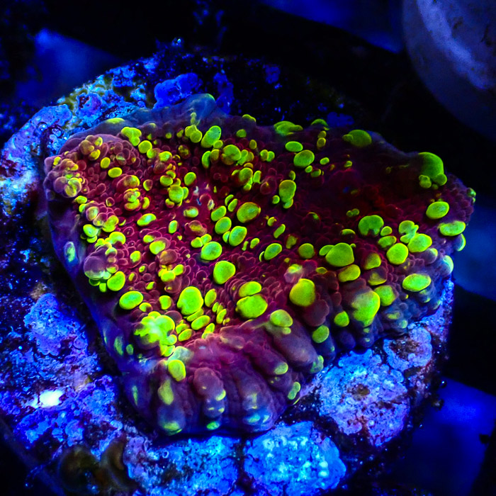 JF Goldmeister Chalice Frag 01