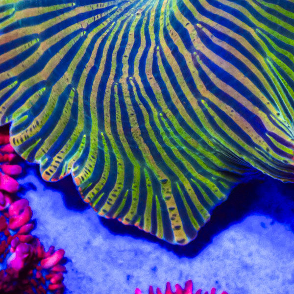 Rhodactis MC Phantom Stripe