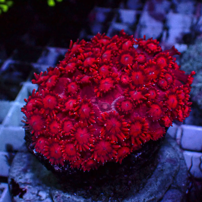 Goniopora Polar Flame