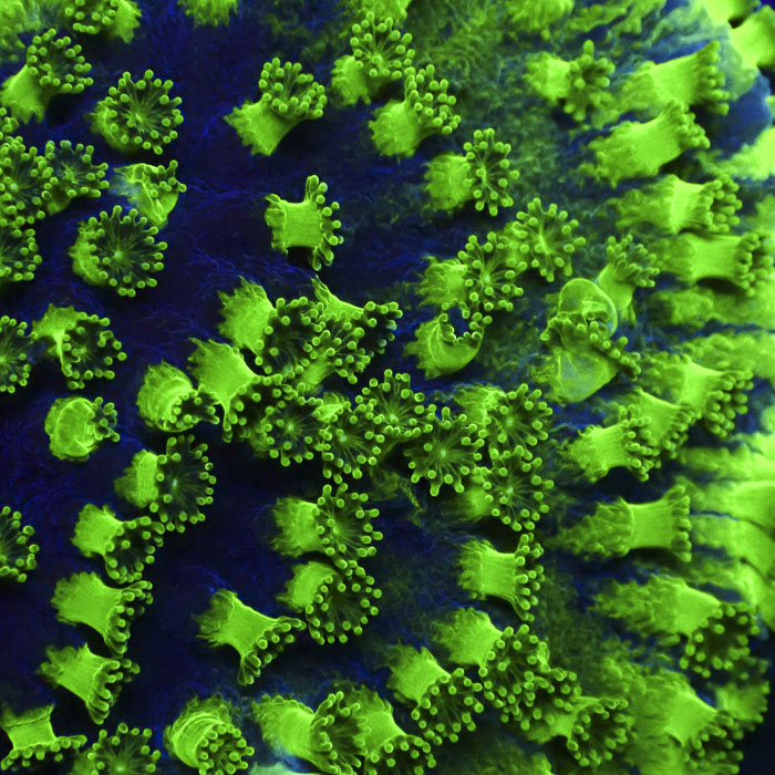 Turbinaria Ultra Grün