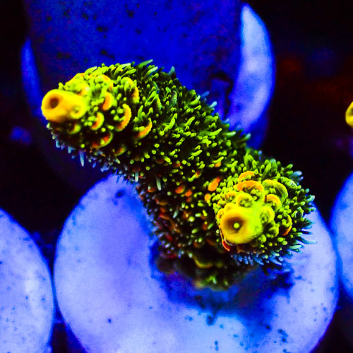 Acropora Mille MC Sunflare