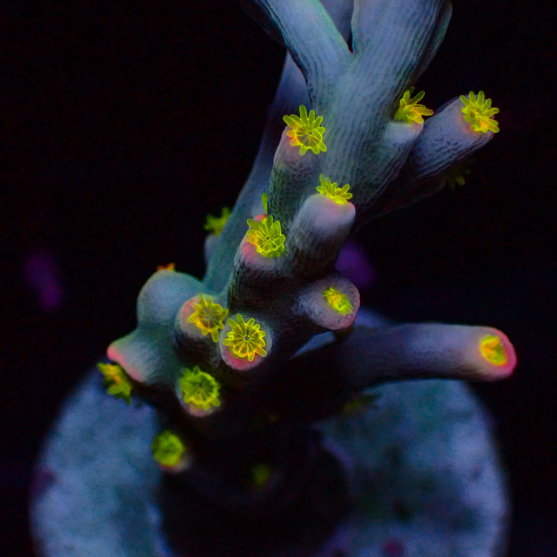 Speciosa Flaming Sunrise Frag 05