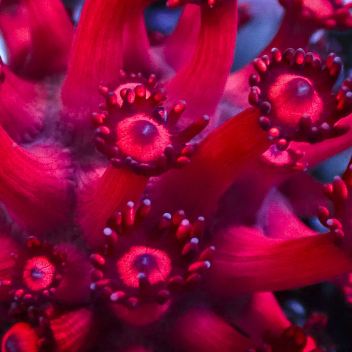 Goniopora Ruby Frost Frag 01
