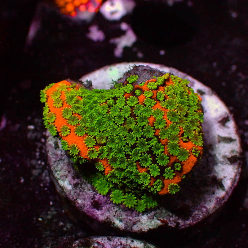 Montipora MC Gold Rush Frag 01