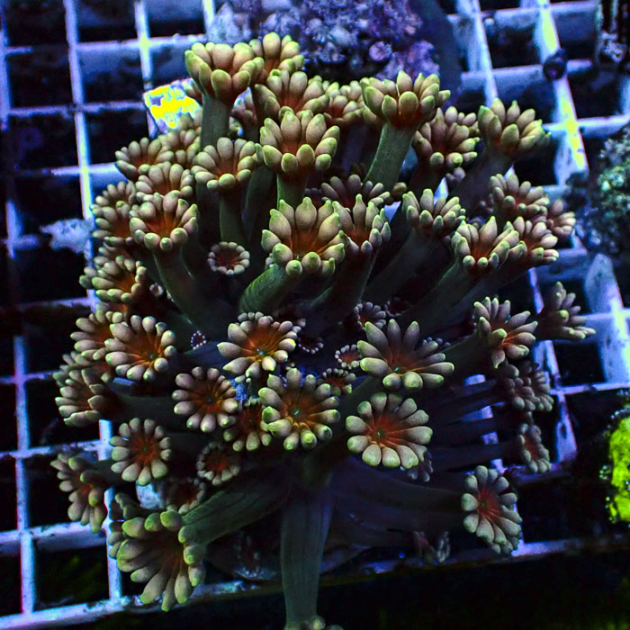Alveopora Ruby Magnolia Frag 02