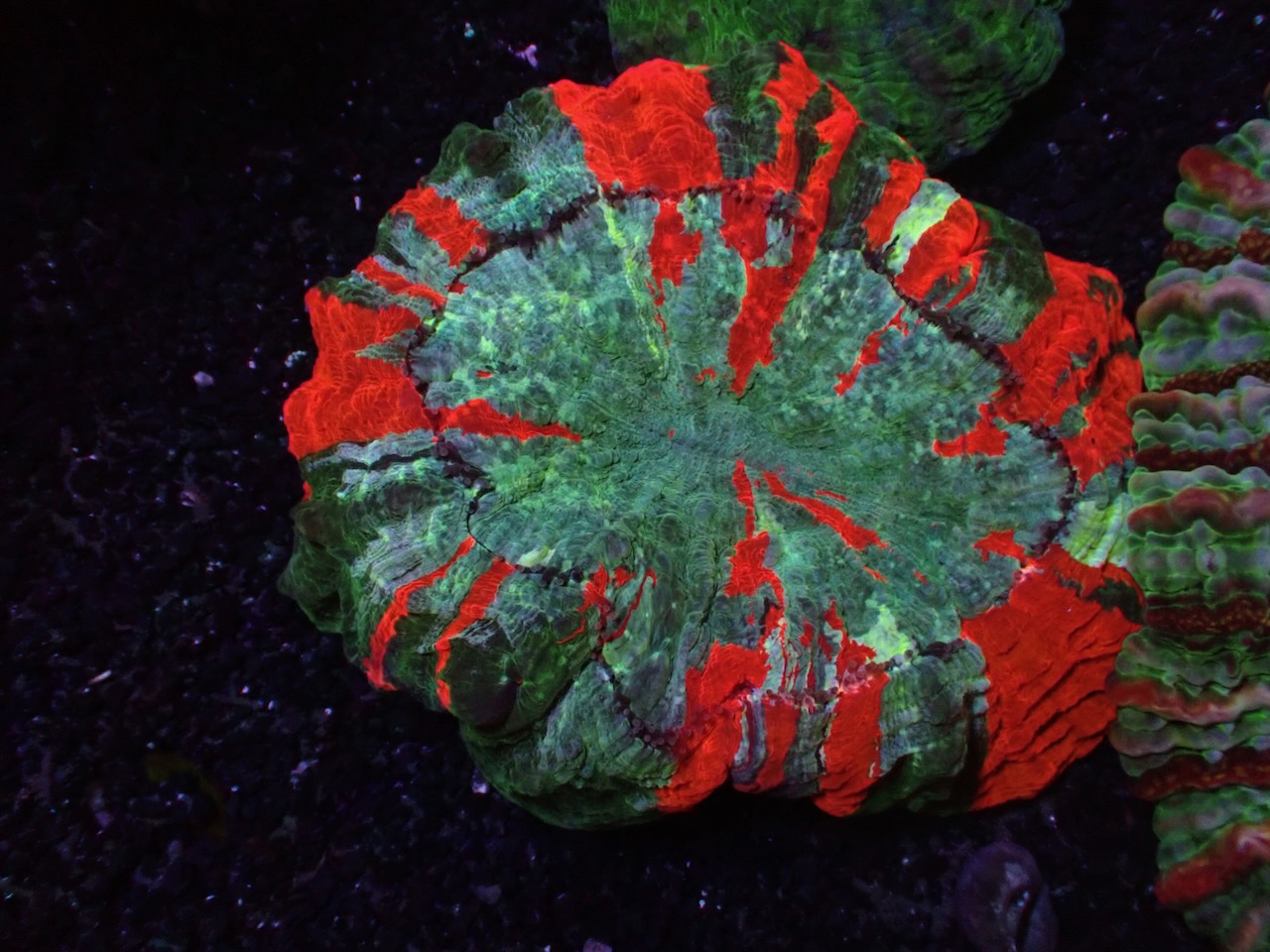 Acanthophyllia dreifarbig