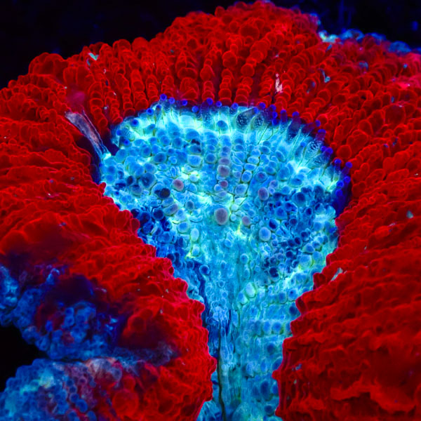 Trachyphyllia MC Strawberry Mint