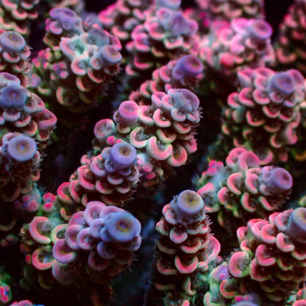 Acropora Homewrecker Multicolor