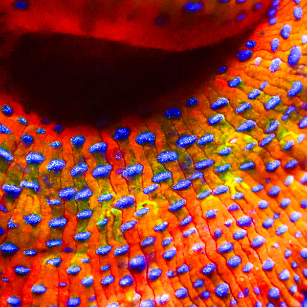 Discosoma MC Deep Cosmic Orange NZ