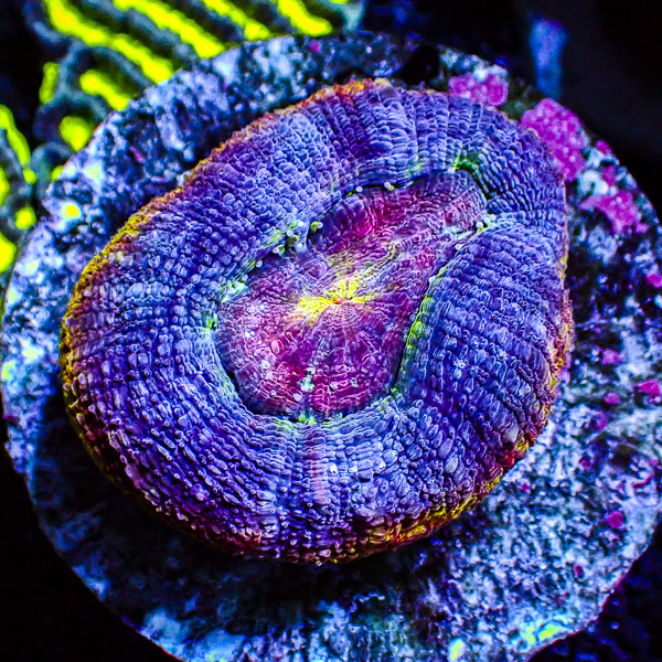 Homophyllia Bowerbanki Rainbow