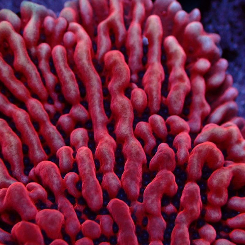 Montipora Mean Streak Frag 21