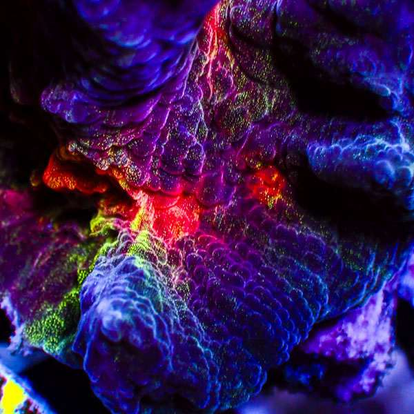 Pectinia MC Purple Flame