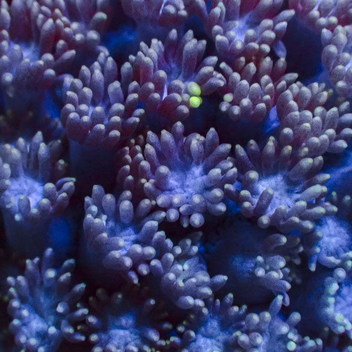 Goniopora Azure Bloom