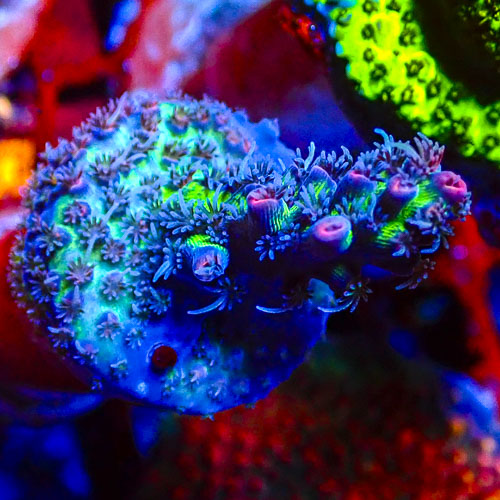 Acropora MC Kryptonite