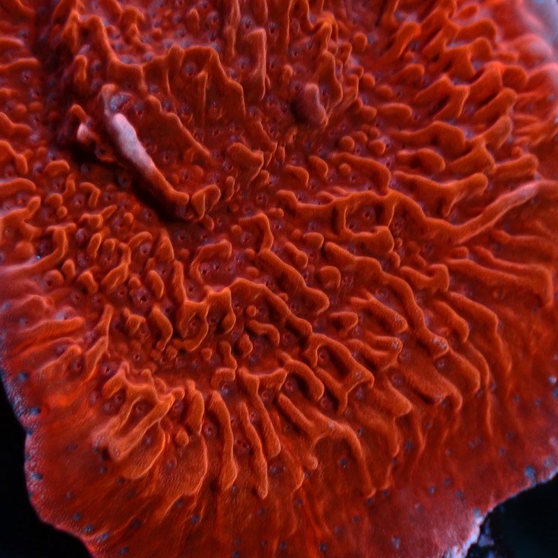 Montipora Rot Frag 04