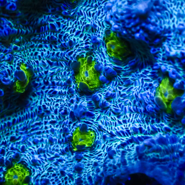 Chalice MC Frostline