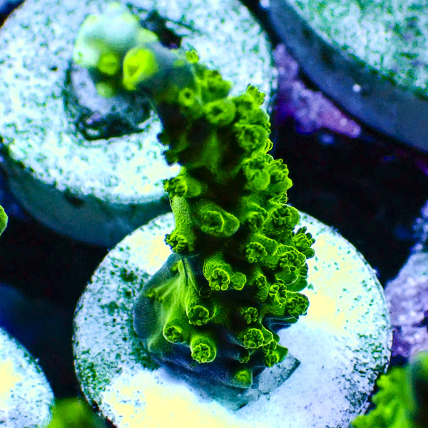 Acropora Enzmann Grün