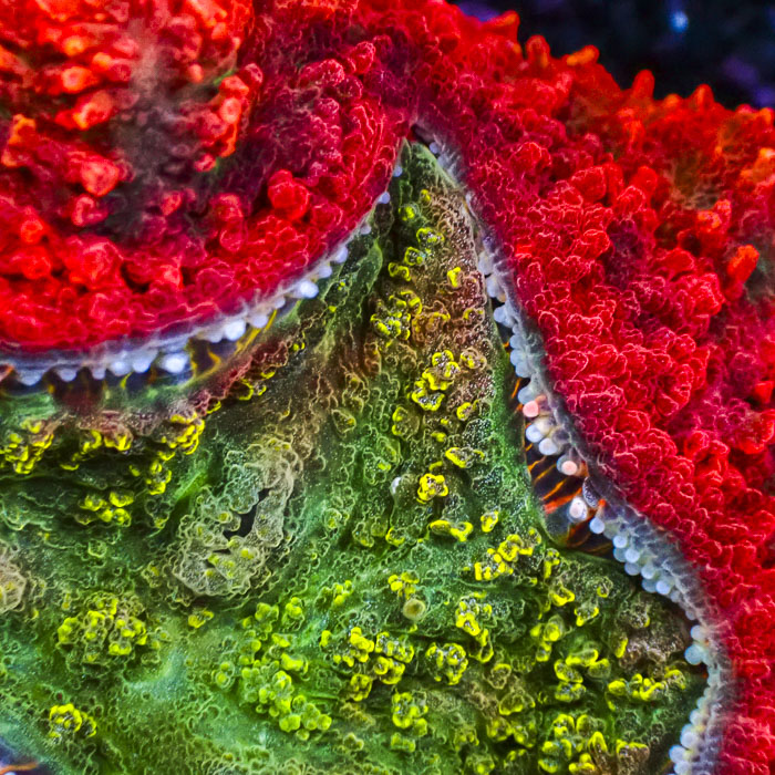 Lobophyllia MC Sunset Emerald