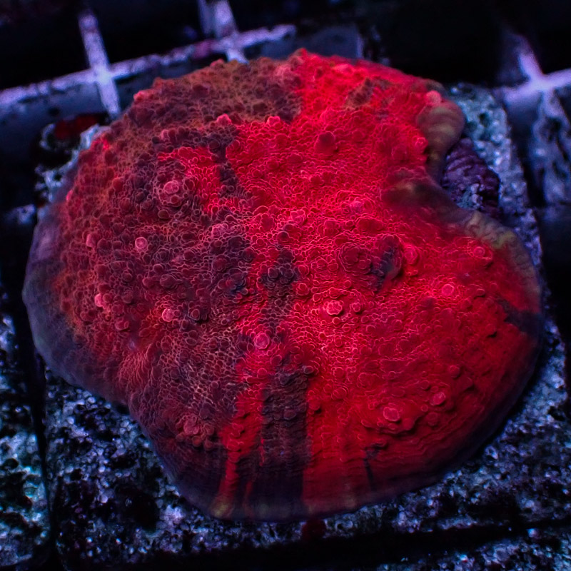 Chalice MC Crafted Great Red Frag 01