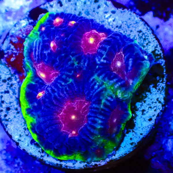 Favia MC Galaxy Joker NZ