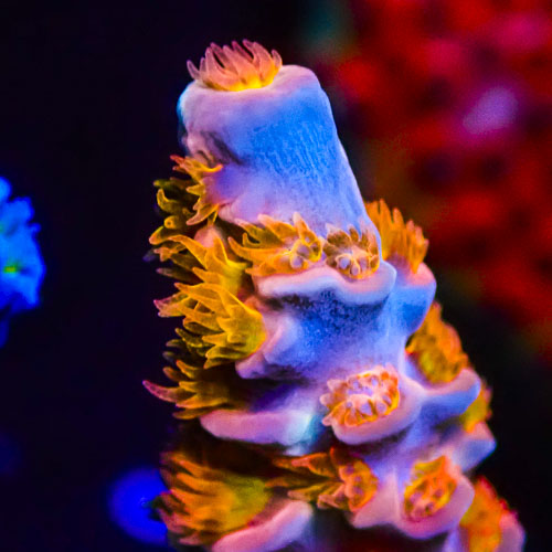Acropora MC Vanilla Marmalade Crumble