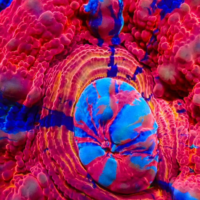 Scolymia MC Blue Plasma