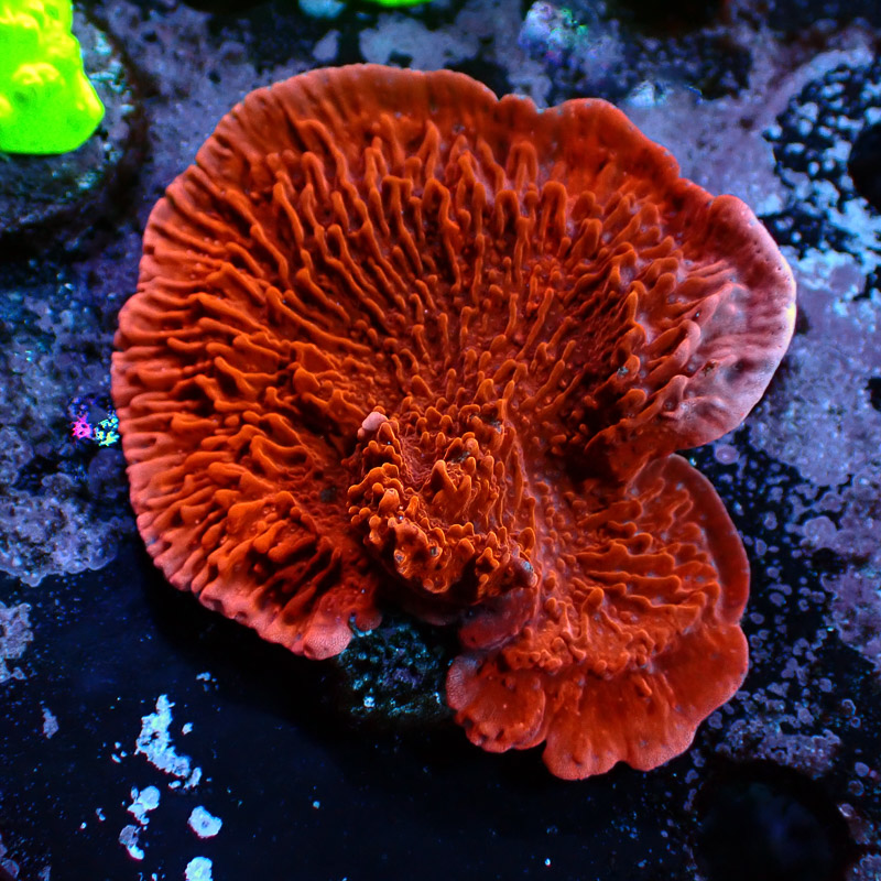 Montipora Rot Frag 08