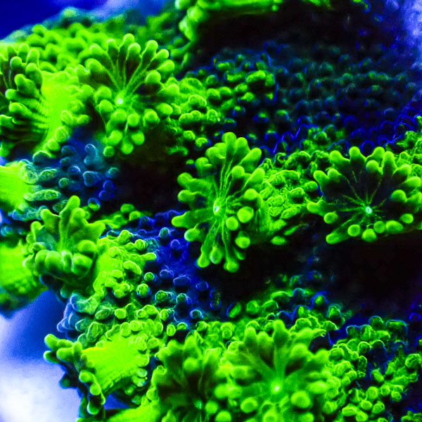 Turbinaria MC Sapphire Eclipse