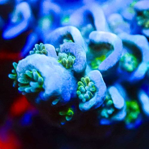 Acropora MC Blue Titan