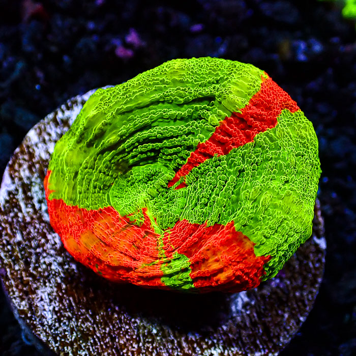 Scolymia MC Bleeding Apple