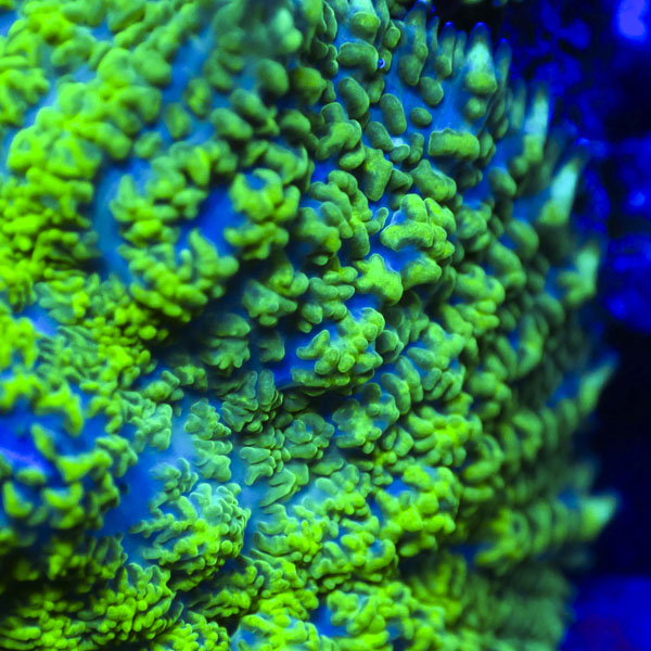 Rhodactis MC Blue Vortex