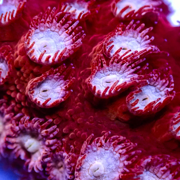 Cyphastrea WWC Peppermint Frag 03