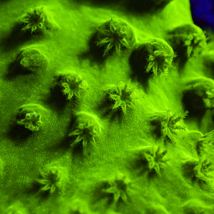 Sinularia Neon Jade Ultra