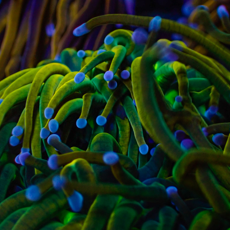 Euphyllia Highlighter Torch