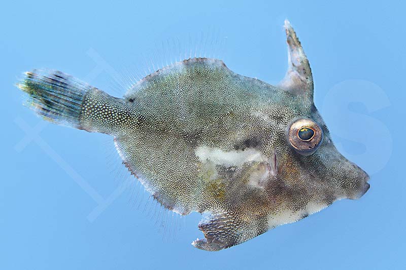 Tangfeilenfisch