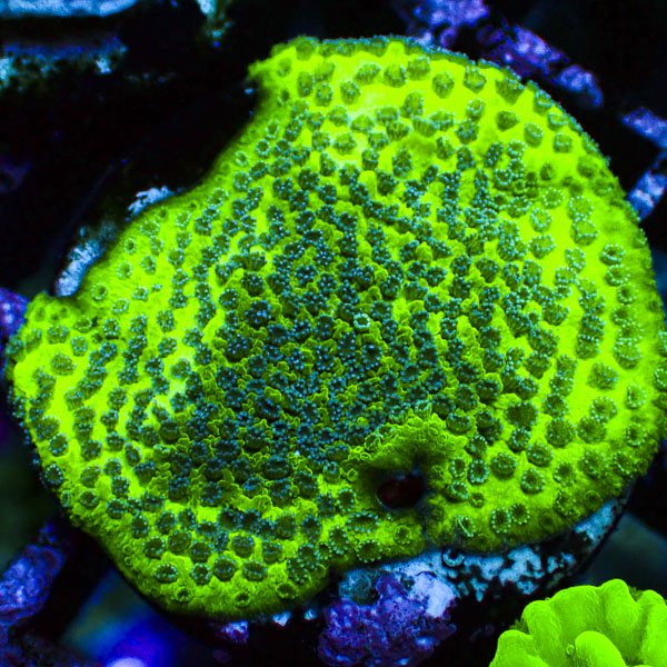 Montipora MC Neon Canopy Flow