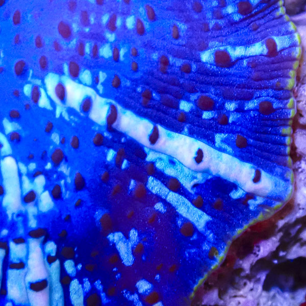 Rhodactis MC Arctic Ghost