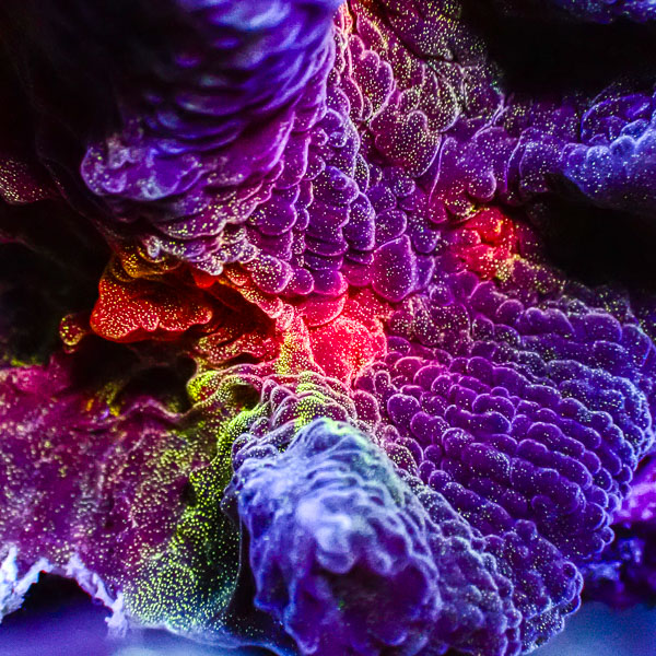 Pectinia MC Purple Flame