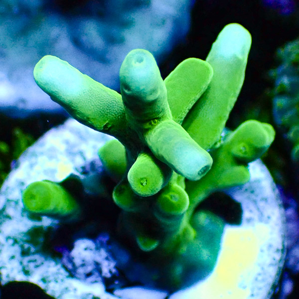Acropora Echinata Grün/Türkis