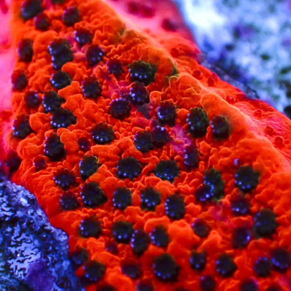 Montipora MC Mystic Sunset