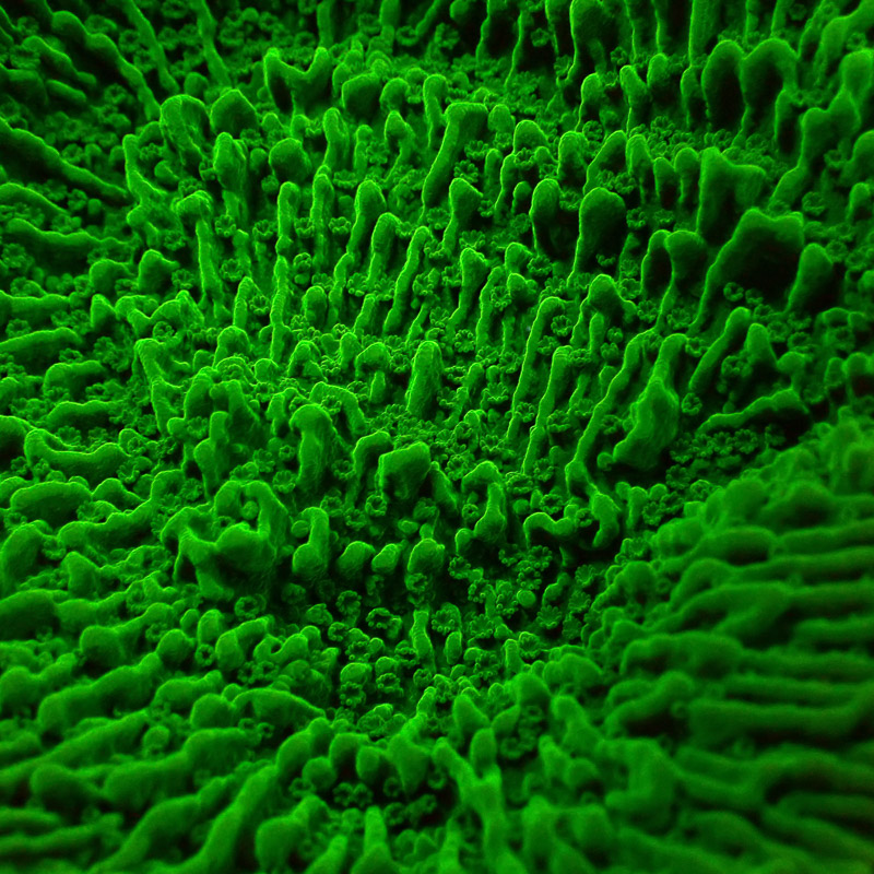 Montipora Grün Frag 06