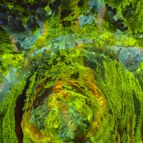 Trachyphyllia MC Imperial Lime