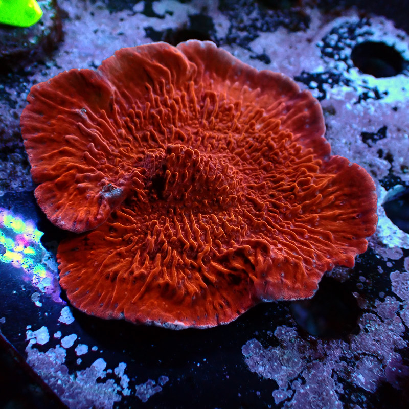 Montipora Rot Frag 10