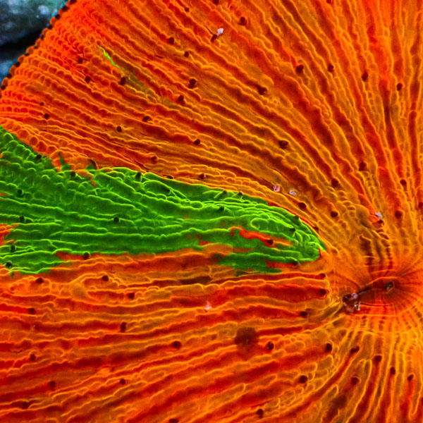 Fungia MC Neon Mango Madness