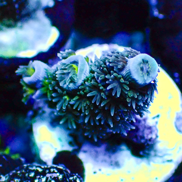 Acropora Tenuis Blau/Grün