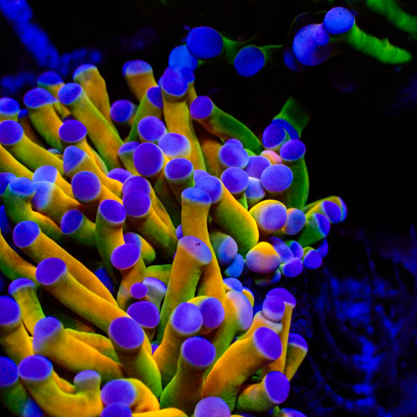 Euphyllia glabrescens